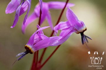 Shooting Stars purple Northern California Wildflower @ InkTorrents.com by Soma