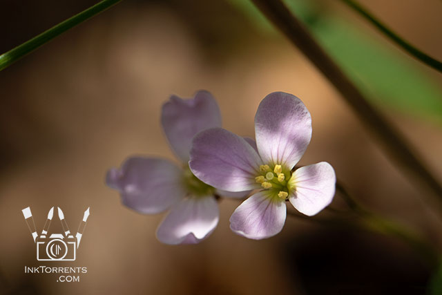 Milkmaids Northern white pink California Wildflower @ InkTorrents.com by Soma