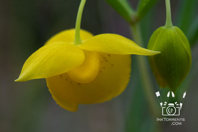 Golden Fairy Lantern yellow Northern California Wildflower @ InkTorrents.com by Soma