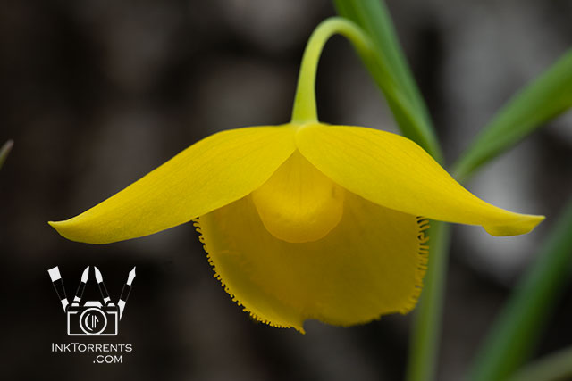 Golden Fairy Lantern yellow Northern California Wildflower @ InkTorrents.com by Soma