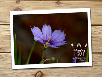 Western Blue Eyed Grass purple Northern California Wildflower @ InkTorrents.com by Soma