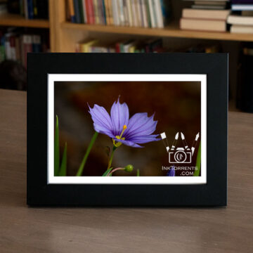 Western Blue Eyed Grass purple Northern California Wildflower @ InkTorrents.com by Soma