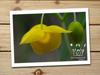 Golden Fairy Lantern yellow Northern California Wildflower @ InkTorrents.com by Soma