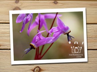 Shooting Stars purple Northern California Wildflower @ InkTorrents.com by Soma