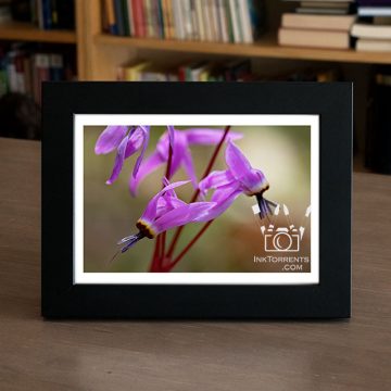 Shooting Stars purple Northern California Wildflower @ InkTorrents.com by Soma