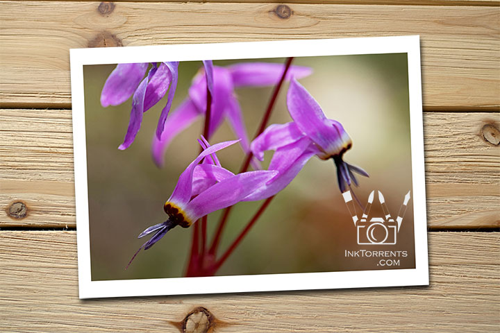 Northern California Wildflower Shooting Stars @ InkTorrents.com by Soma