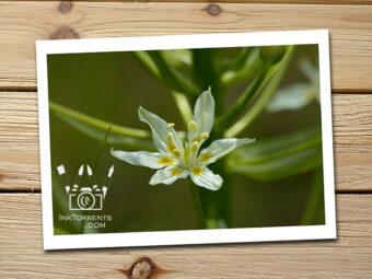 Star Lily white Northern California Wildflower @ InkTorrents.com by Soma