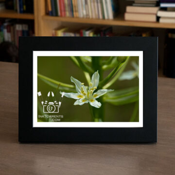 Star Lily white Northern California Wildflower @ InkTorrents.com by Soma