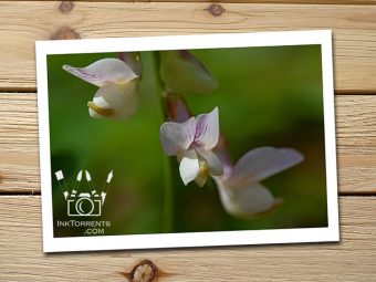 Wild Sweet Pea white Northern California Wildflower @ InkTorrents.com by Soma