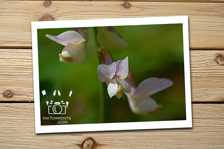 Northern California Wildflower Sweet Pea @ InkTorrents.com by Soma