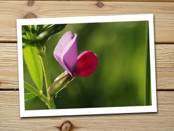 Vetch Northern pink purple California Wildflower @ InkTorrents.com by Soma