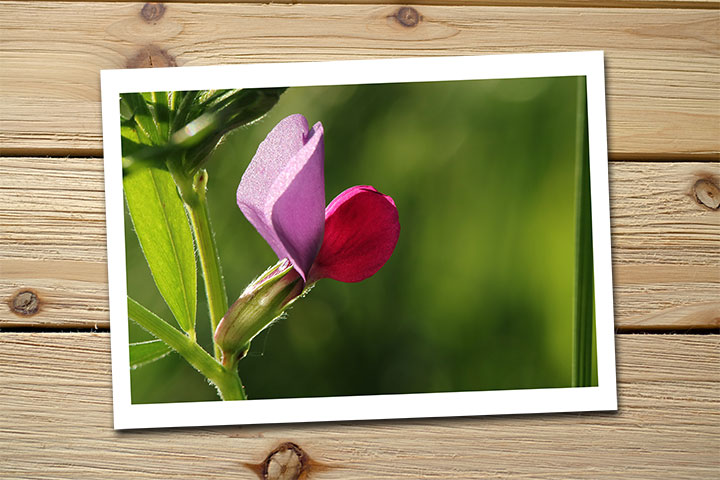 Northern California Wildflower Spring Vetch @ InkTorrents.com by Soma