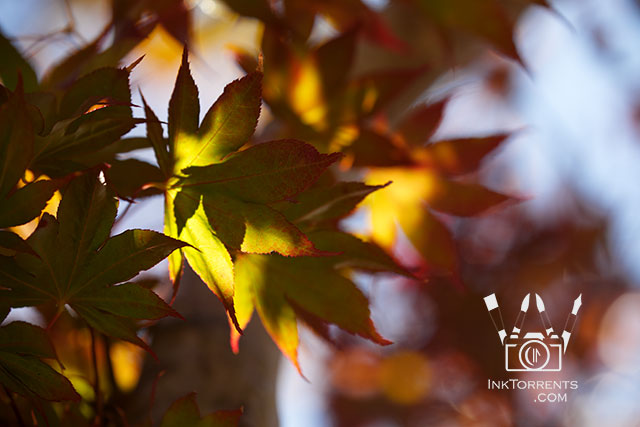 My October Photo Project - autumn colours photo by Soma @ Inktorrents.com