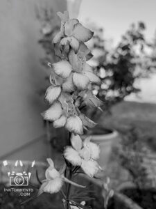 First larkspur blossoms