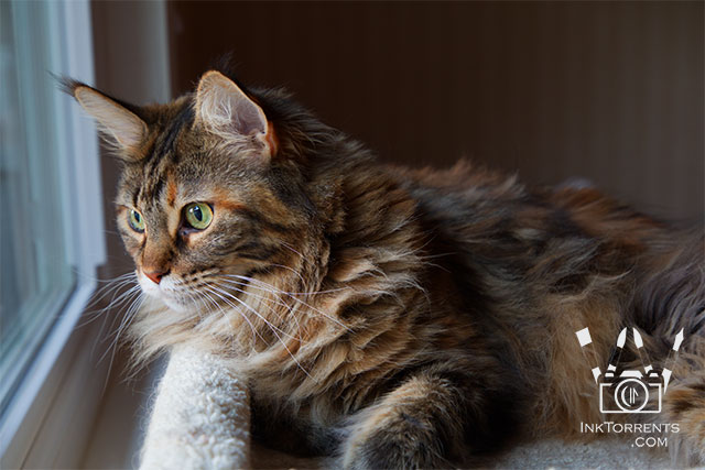 My October Photo Project - forest cat Maine Coon Pemberley photo by Soma @ Inktorrents.com