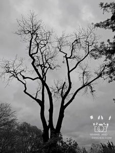 Imposing - Black walnut tree. It towers over me when I am working in the garden. Quite comforting, really!