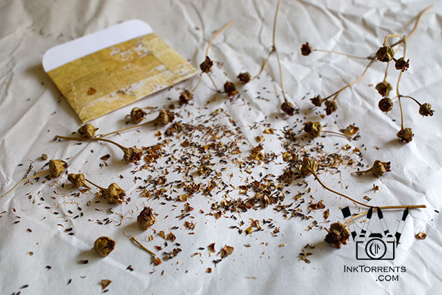 My October Photo Project - Coreopsis seeds photo by Soma @ Inktorrents.com