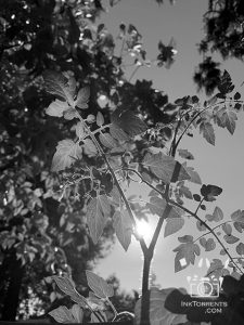 Little tomato plant reaching for the sun