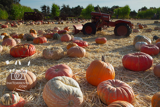 My October Photo Project - Pumpkin patch at Napa, California photo by Soma @ Inktorrents.com