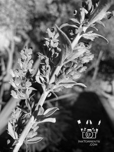 White sage in our garden. I LOVE the smell of sage.