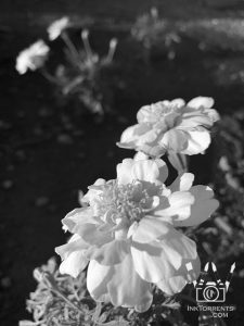 Little marigolds basking in the afternoon sun