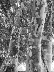 Found these patterns on tree barks during a walk