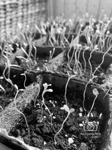 Perky little seedings