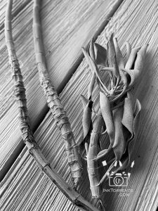 Heady smell of white sage