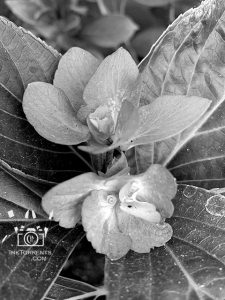 Twin hydrangea