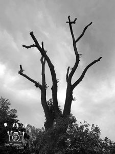 The old black walnut tree got a haircut.