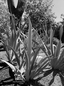 Iris leaves in the morning right under the walnut tree.