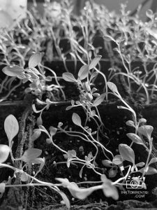 Growing Japanese Indigo from seed