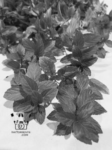 I dabble with herbal wine making - for mint wine