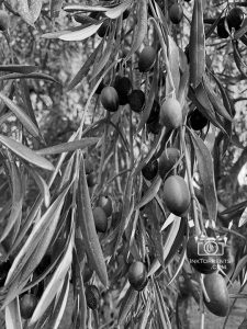 Found a few olive trees by a scenic road