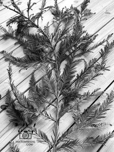 From the redwood tree at home. Always smells so wonderful.