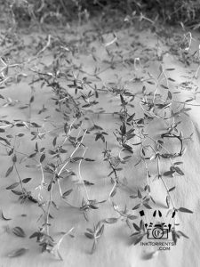 Untangling my thoughts and keeping hands busy with stripping dried thyme
