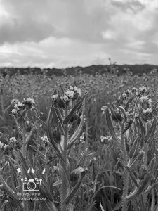 Last of the wildflowers