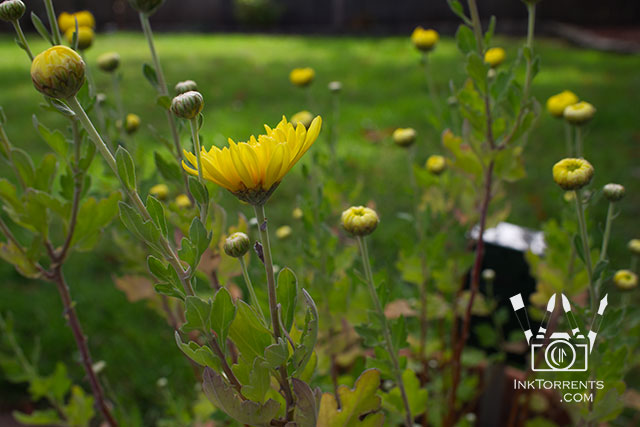 My October Photo Project - yellow chrysanthemums photo by Soma @ Inktorrents.com