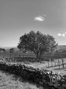 Trees And Stones