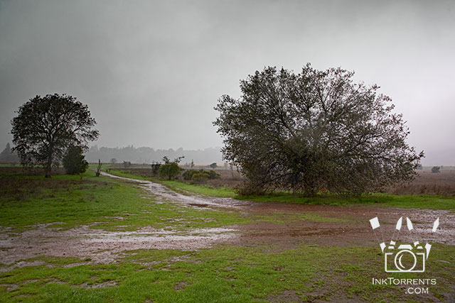 Rainy day walk in the park in Northern California @ InkTorrents.com by Soma