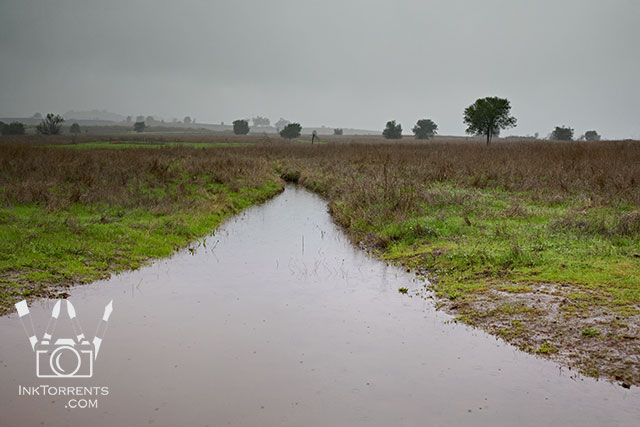 Rainy day walk in the park in Northern California @ InkTorrents.com by Soma