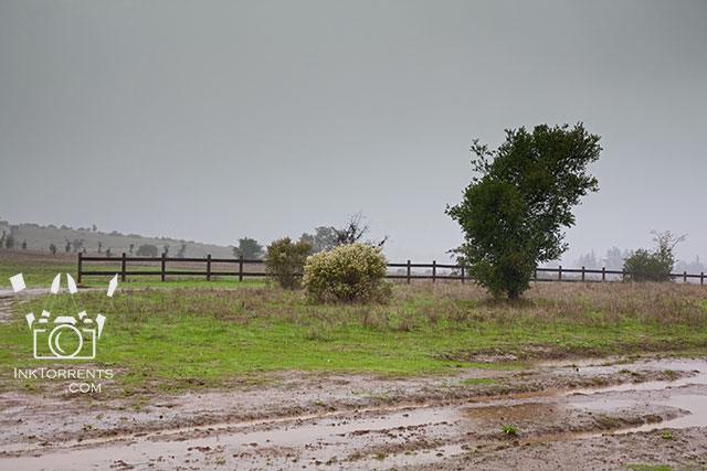 Rainy day walk in the park in Northern California @ InkTorrents.com by Soma