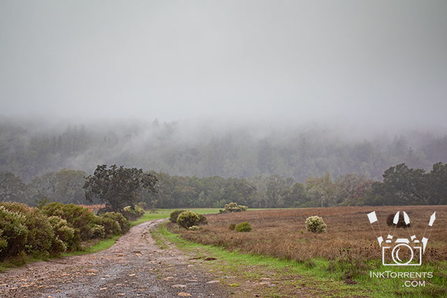 Rainy day walk in the park in Northern California @ InkTorrents.com by Soma