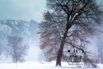 Yosemite Tree and Mist in Winter Photography @ InkTorrents.com by Soma
