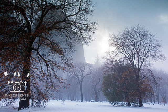 Yosemite Tree and Mist in Winter Photography @ InkTorrents.com by Soma