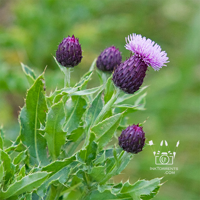 Scottish Thistle photo by Soma Acharya InkTorrents Graphics @ InkTorrents.com