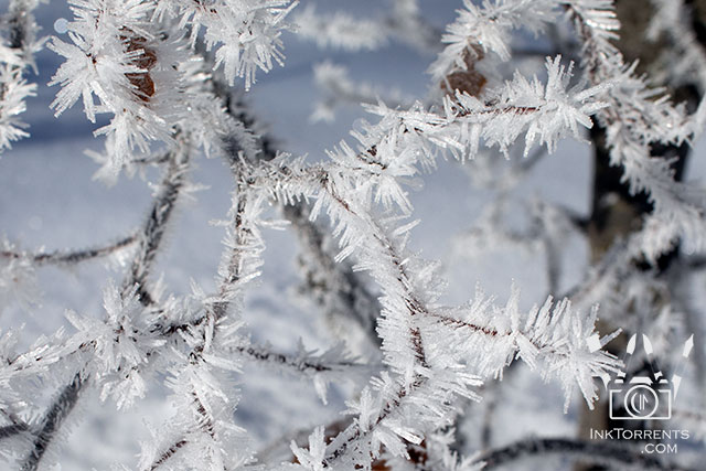 Yosemite Hoarfrost Photography @ InkTorrents.com by Soma