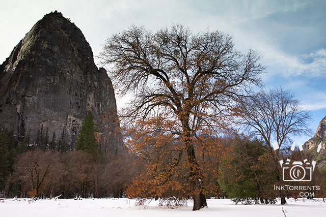 Yosemite Black Oak Photography @ InkTorrents.com by Soma
