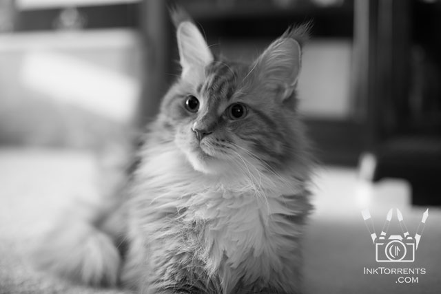 My Cat Tavish photo by Soma Acharya InkTorrents Graphics @ InkTorrents.com