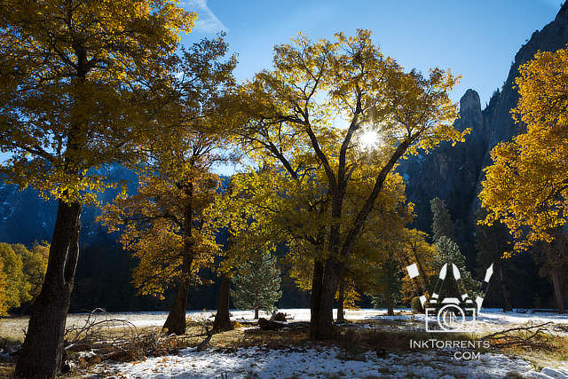 Oaks in autumn at Yosemite photo by Soma @ InkTorrents.com